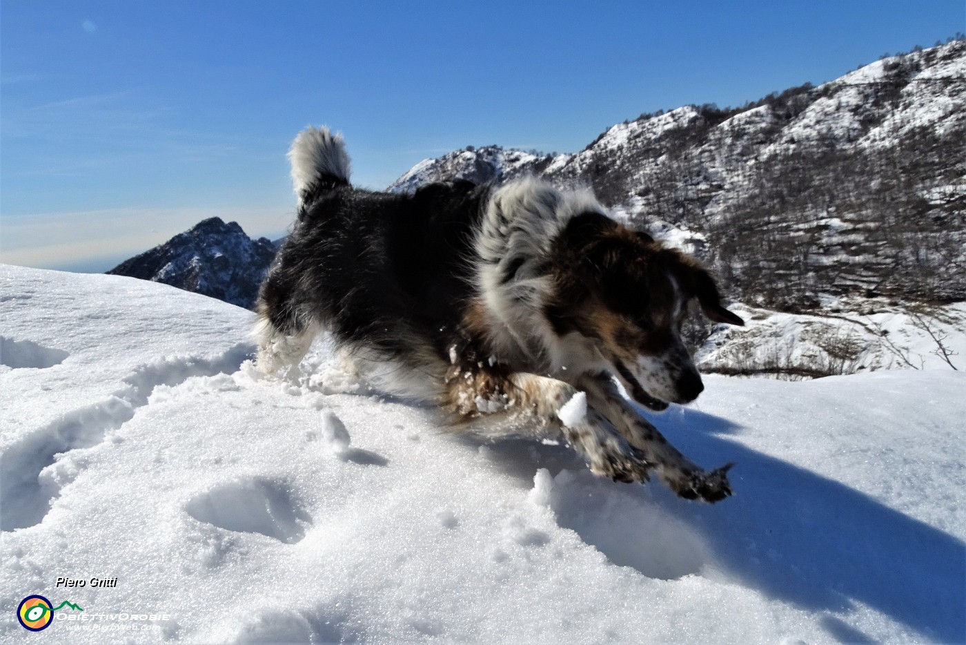 18 Nika si diverte a scorazzare nella neve.JPG